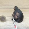 Schleich - 14679 Schimpansen Weibchen mit Baby – Bild 3