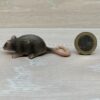 Schleich – 14405 Ratte (RAR) [Die Haustiere – Nr. 5/16] – Bild 2