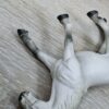 Schleich - 13252 Lipizzaner Hengst – Bild 3