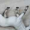Schleich - 13252 Lipizzaner Hengst – Bild 4