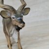 Schleich - 14136 Kudu Antilope [Bock] – Bild 5