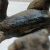 Schleich - Mc-D. Herrerasaurus (blau/braun) – Bild 3