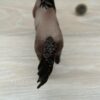 Schleich - 13907 Araber Hengst – Bild 3
