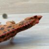 Schleich - 15019 Ceratosaurus [+] – Bild 3