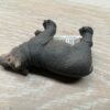 Schleich - 14831 Flusspferd Junges (Fähnchen)´ – Bild 3
