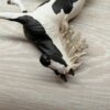 Schleich - 13787 Pinto Hengst (exclusiv Model) – Bild 5