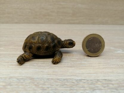 Schleich - 14404 Schildkröte