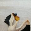 Schleich - 14673 Pelikan (mit Fisch) – Bild 4