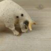 Schleich - 13613 Rodeo Bulle (RAR) – Bild 5