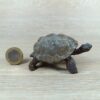 Schleich - 14824 Riesenschildkröte – Bild 3