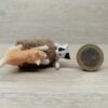 Schleich - 13723 Katzenjungen, spielend (RAR) – Bild 3