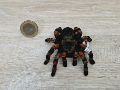 Schleich - 14829 bzw. WWF 17053 Vogelspinne (Fähnchen) – Bild 3