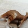 Schleich – 14607 Kängurumännchen (Fähnchen-Sammler)´ – Bild 3