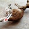 Schleich – 14607 Kängurumännchen (Fähnchen-Sammler)´ – Bild 4