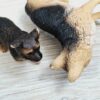 Schleich - Schäferhund Familie #1 – Bild 4