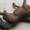 Schleich - 13811 Araber Hengst (Fähnchen – Sammler)´ – Bild 3