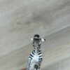 Schleich - 14609 Zebra, grasend (RAR) – Bild 5