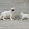 Schleich - Schäferhund weiß Familie (RAR) – Bild 3