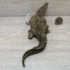 Schleich - 14736 bzw. WWF 17002 Krokodil (Fähnchen) – Bild 3