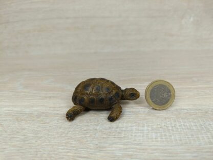 Schleich - 14404 Schildkröte [Die Haustiere – Nr. 4/16]