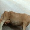 Schleich – Allgäuer Braunvieh Kuh aus Set 42407 – Bild 4