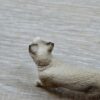 Schleich –13932 Siamkatze (RAR) [User Voted Animal] – Bild 3
