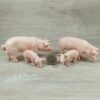 Schleich - Schweine Familie komplett #1