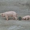 Schleich - Schweine Familie komplett #1 – Bild 3