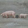 Schleich - Schweine Familie komplett #1 – Bild 5