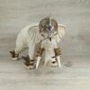 Schleich - 72010 Der mächtige Kampfelefant mit Aufsatz und Samurai (RAR) – Bild 7
