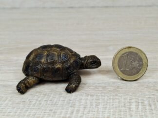 Schleich - 14404 Schildkröte [Die Haustiere – Nr. 4/16]