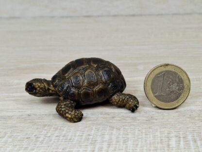 Schleich - 14404 Schildkröte [Die Haustiere – Nr. 4/16] – Bild 3