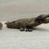 Schleich - 14736 bzw. WWF 17002 Krokodil (Fähnchen)