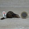Schleich – 14418 Frettchen (RAR) [Die Haustiere – Nr. 16/16] (Fähnchen-Sammler)