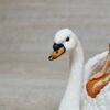 Schleich - 70468 Zarinya mit Schwan – Bild 4