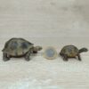 Schleich - Riesenschildkröte Familie – Bild 2