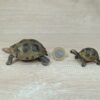 Schleich - Riesenschildkröte Familie – Bild 4
