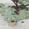 Schleich – 30654 Schirmakazie – Bild 5
