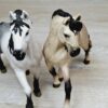 Schleich - Andalusier Familie komplett #1 – Bild 9