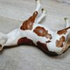 Schleich - 13241 Pinto Hengst – Bild 4