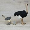 Schleich - Straußen Familie komplett #2 (RAR) – Bild 6