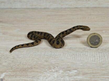 Schleich - 14778 Große Anakonda