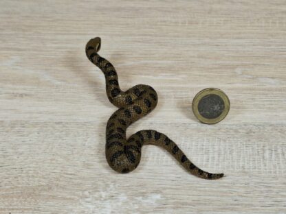 Schleich - 14778 Große Anakonda – Bild 2