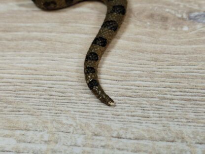 Schleich - 14778 Große Anakonda – Bild 5