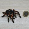 Schleich - 14829 bzw. WWF 17053 Vogelspinne