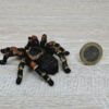 Schleich - 14829 bzw. WWF 17053 Vogelspinne – Bild 2