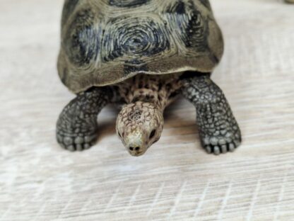 Schleich - 14601 bzw. [Treuefigur] 17015 Riesenschildkröte – Bild 4