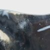 Schleich – 14560 Manta (Rochen - RAR) (Fähnchen-Sammler)´ – Bild 5