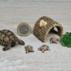 Schleich - 42506 Zuhause für Schildkröten