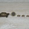 Schleich - 42506 Zuhause für Schildkröten – Bild 2